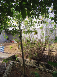 IMGP1216.JPG