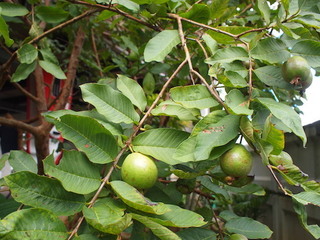 P8145223.JPG